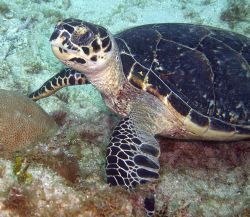 Hawksbill Turtles are my favorite by Lora Tucker 